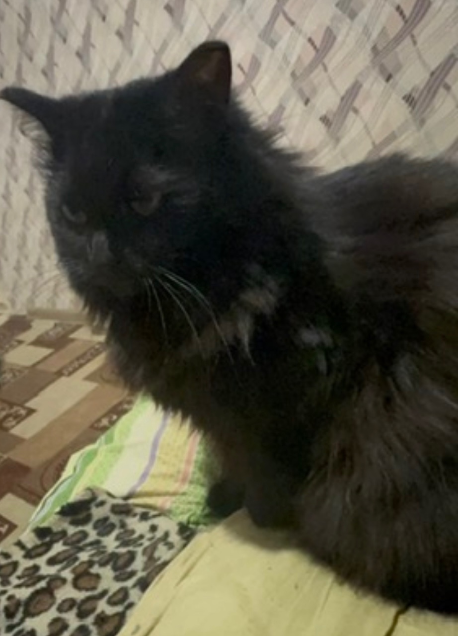 Пропала кошка в Норильске — фото объявления