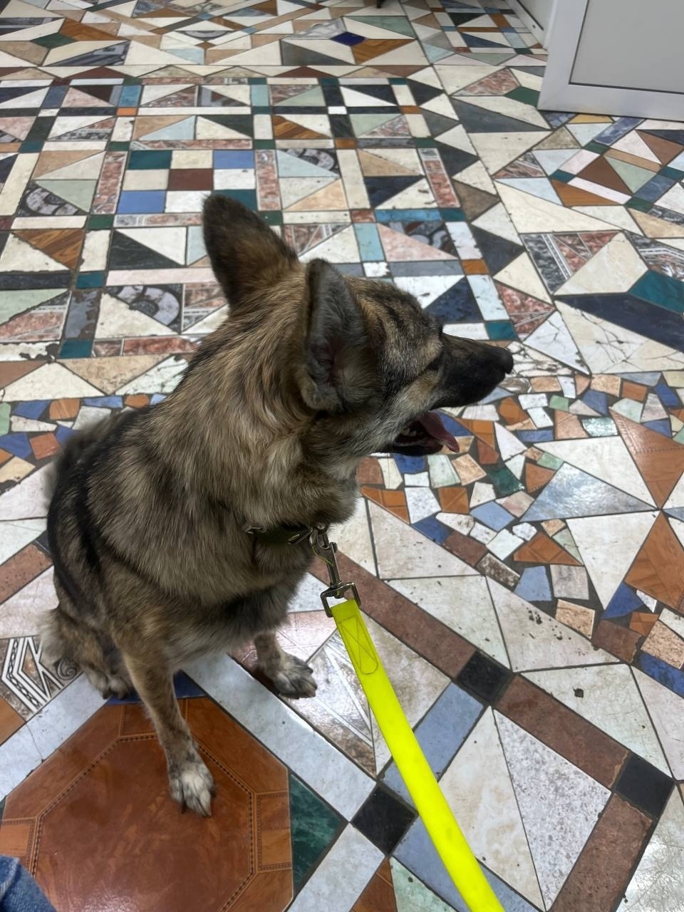 Найдена собака в Норильске — фото объявления