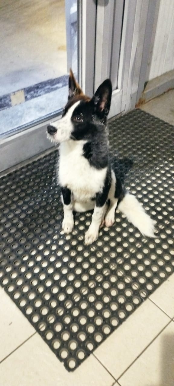 Найдена собака в Норильске — фото объявления