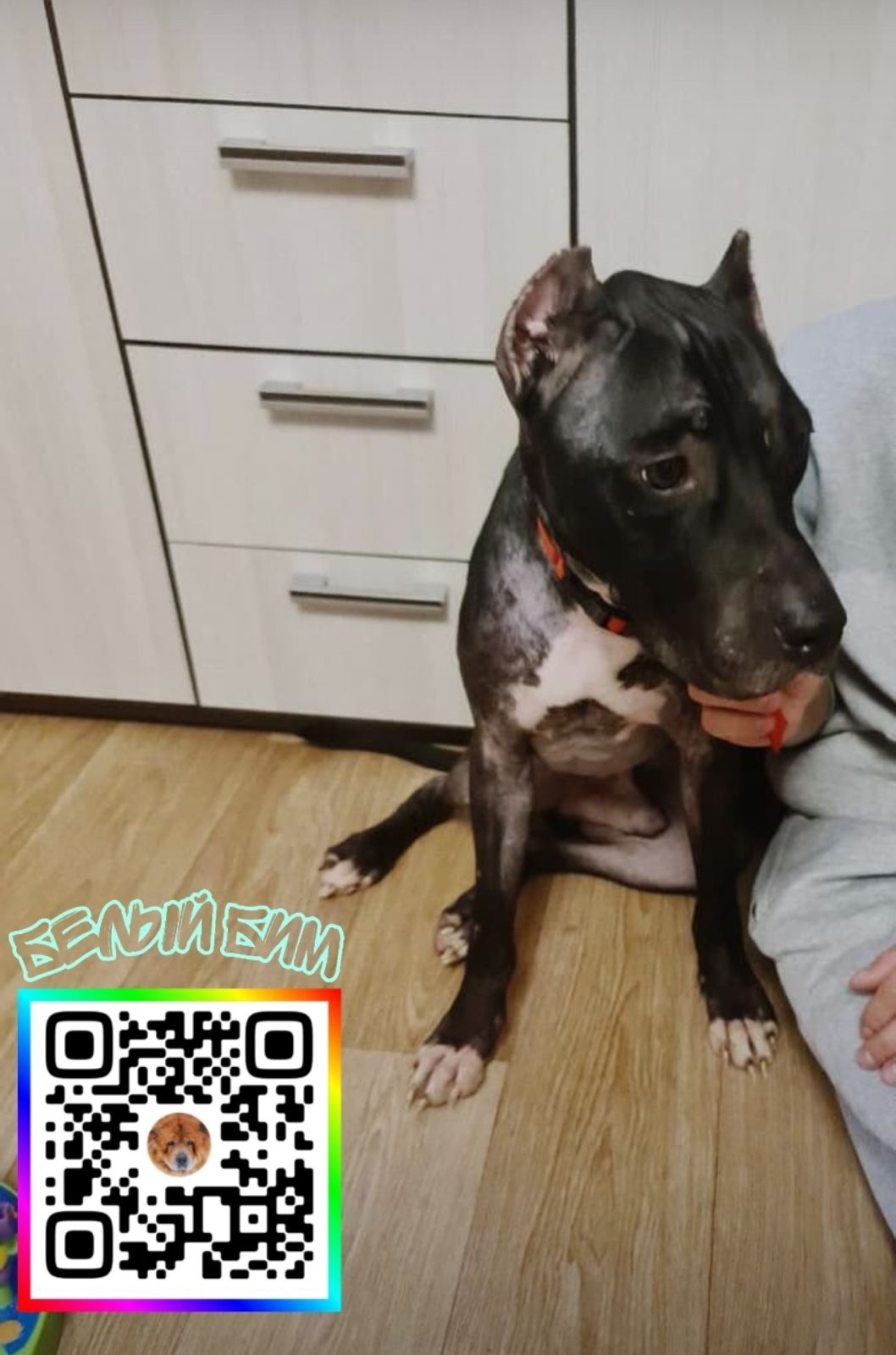 Найдена собака в Норильске — фото объявления