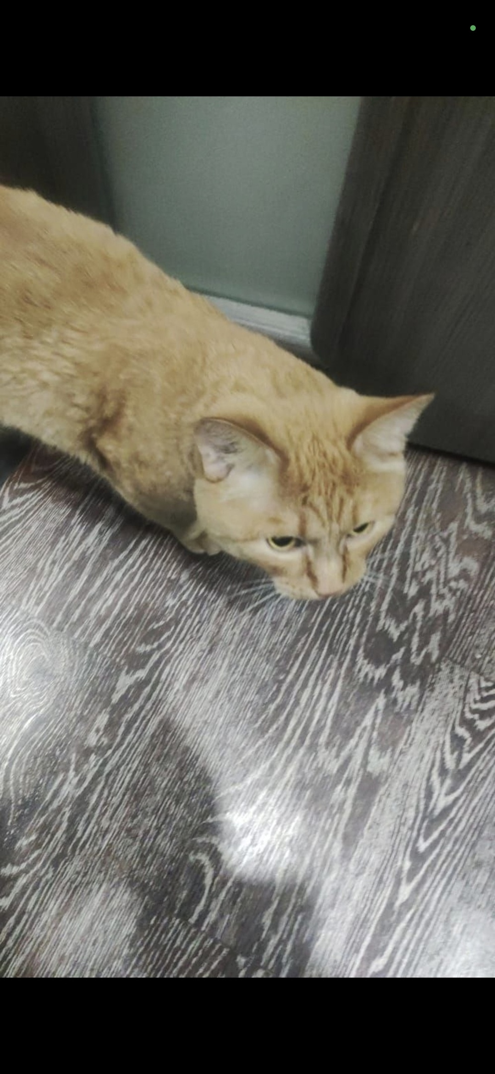 Пропала кошка в Норильске — фото объявления