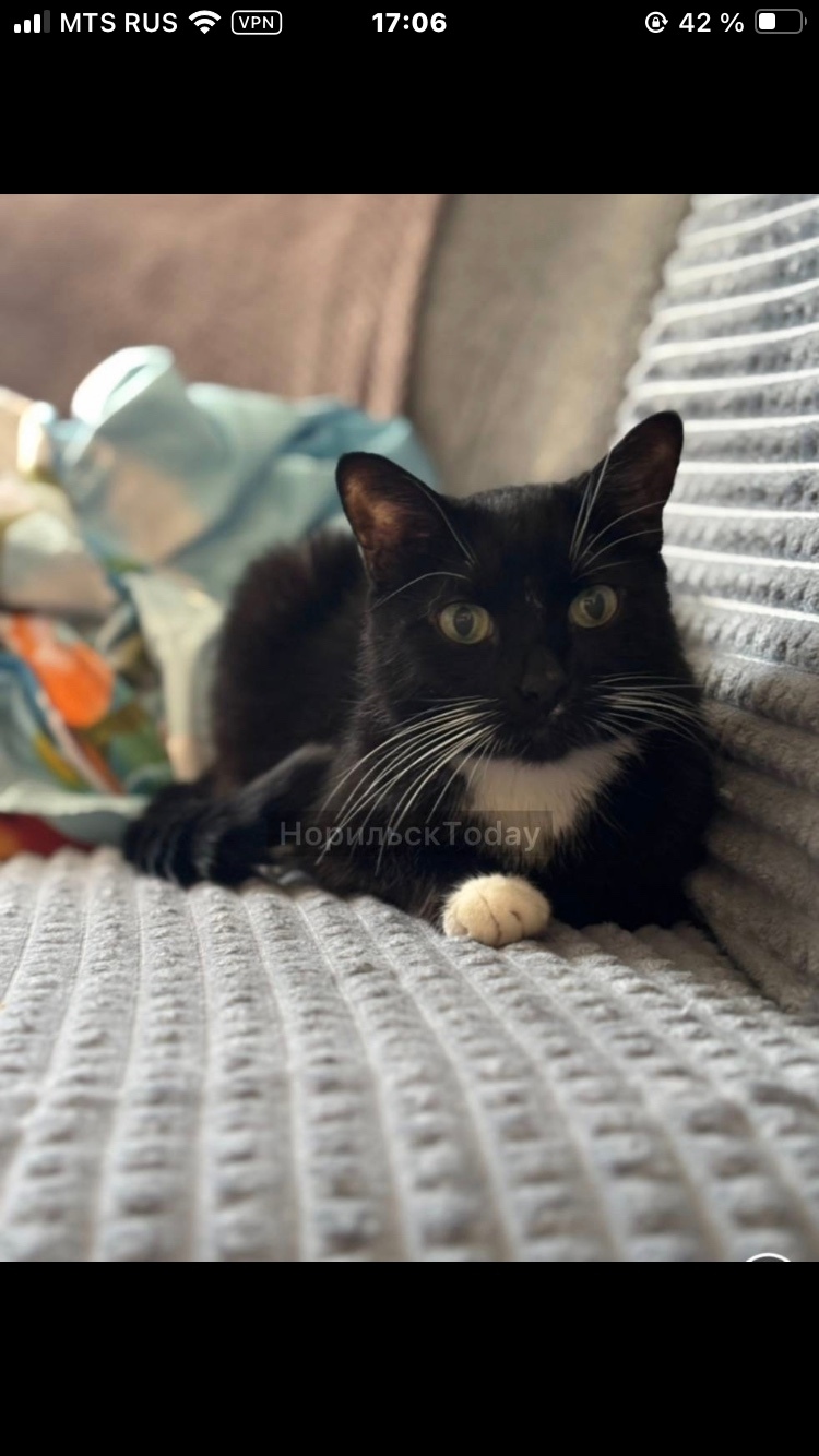 Пропала кошка в Норильске — фото объявления