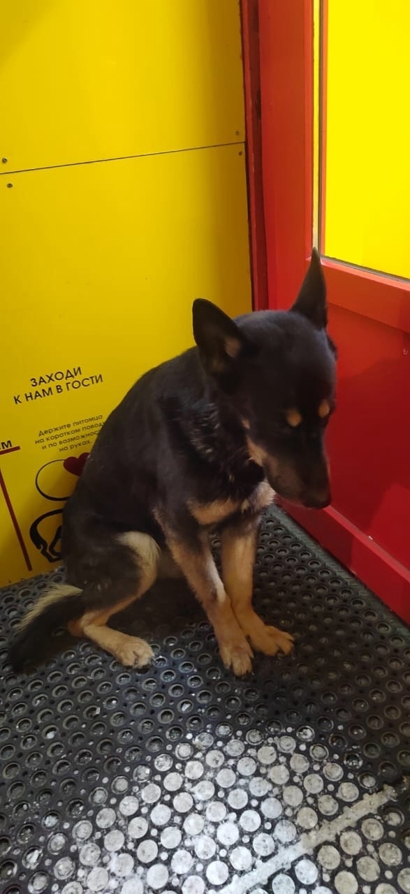 Найдена собака в Норильске — фото объявления