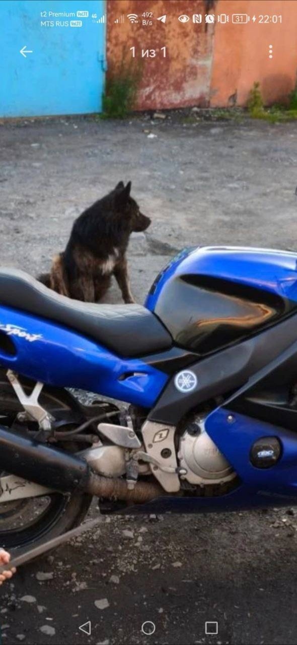 Пропала собака в Норильске — фото объявления