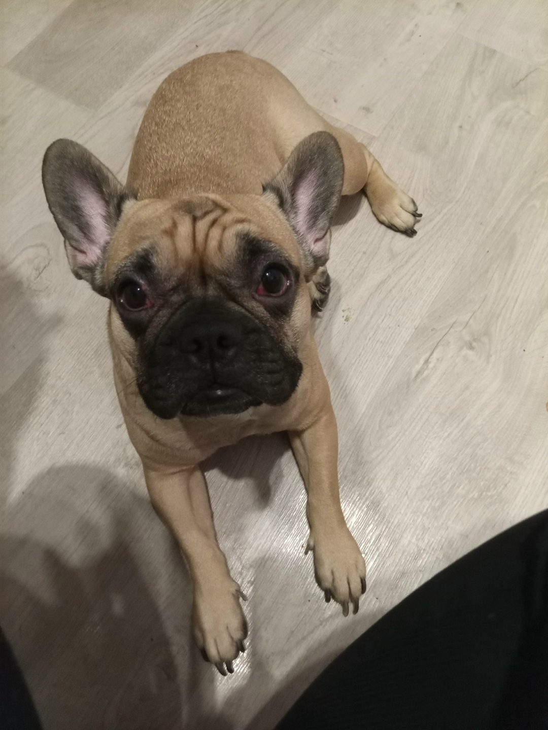 Найдена собака в Норильске — фото объявления