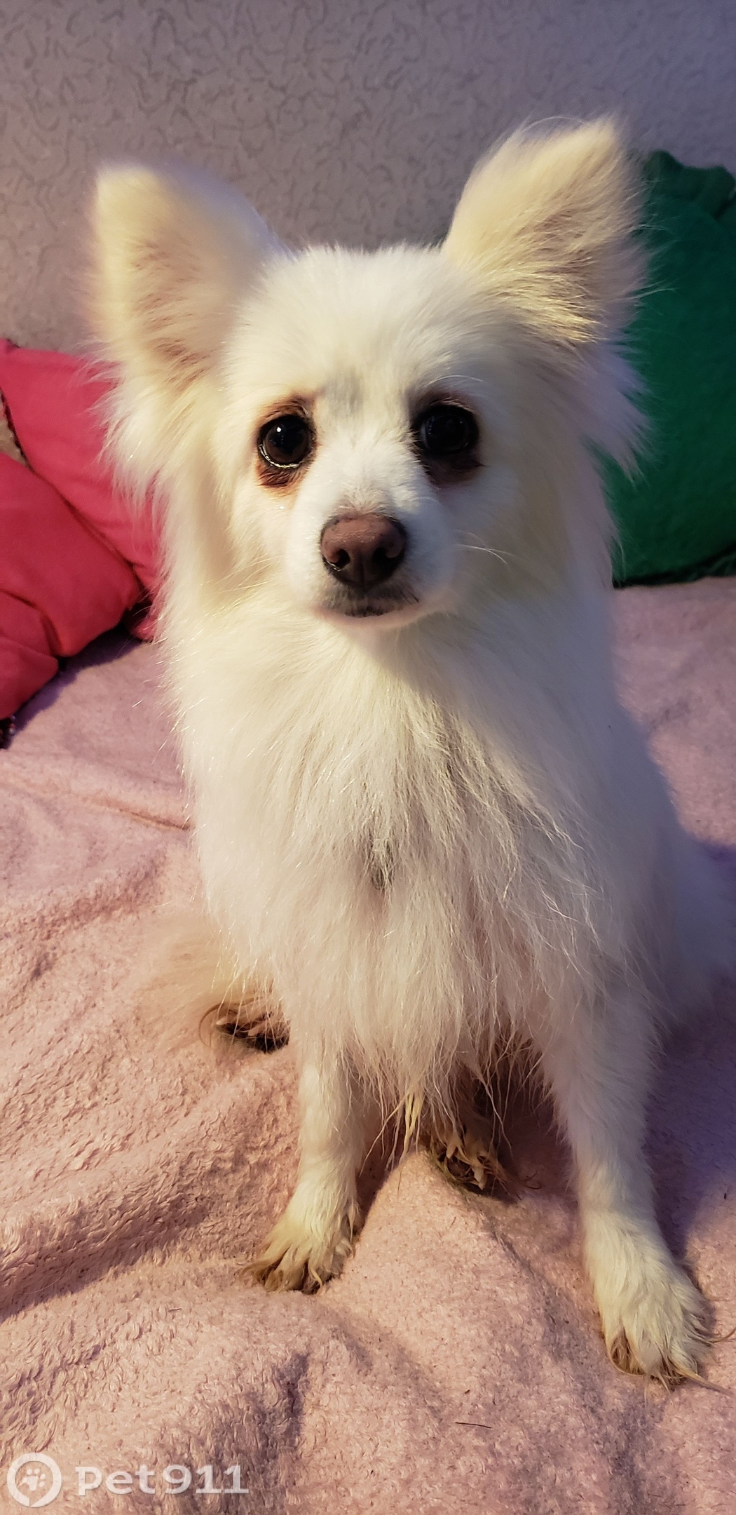 Пропала собака в Норильске — фото объявления