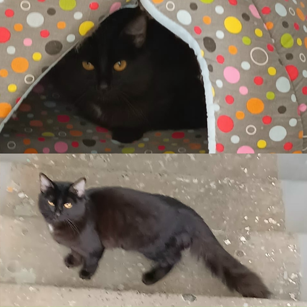 Пропала кошка в Норильске — фото объявления