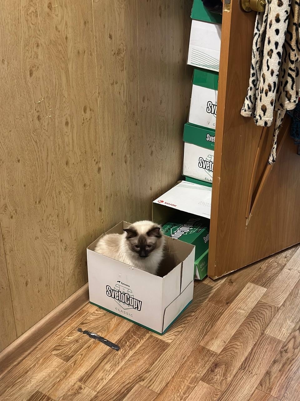 Найдена собака в Норильске — фото объявления