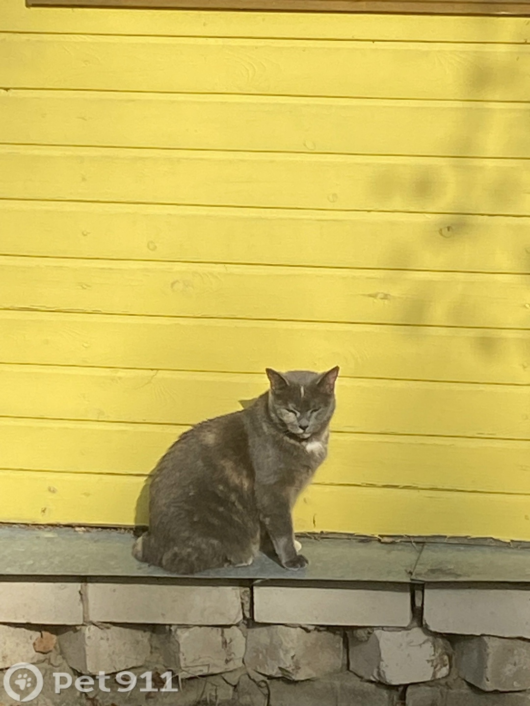 Пропала кошка в Норильске — фото объявления