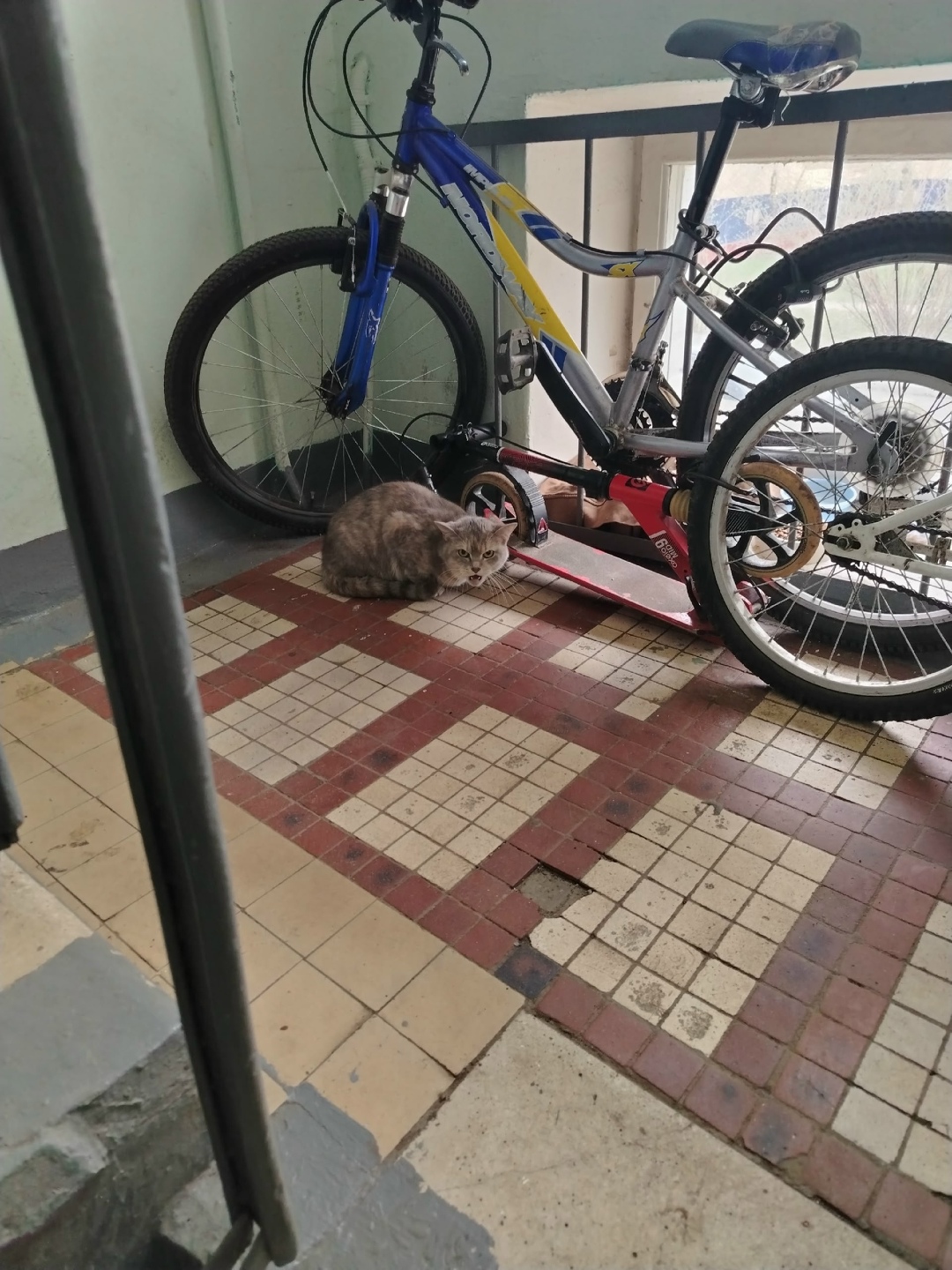 Найдена кошка в Норильске — фото объявления