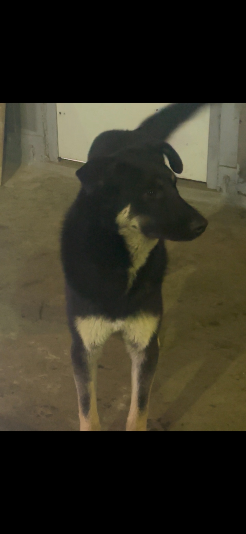 Пропала собака в Норильске — фото объявления