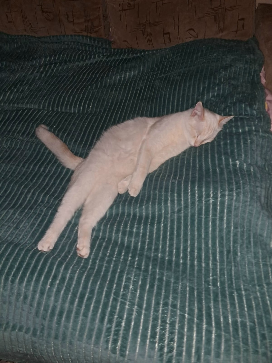 Пропала кошка в Норильске — фото объявления