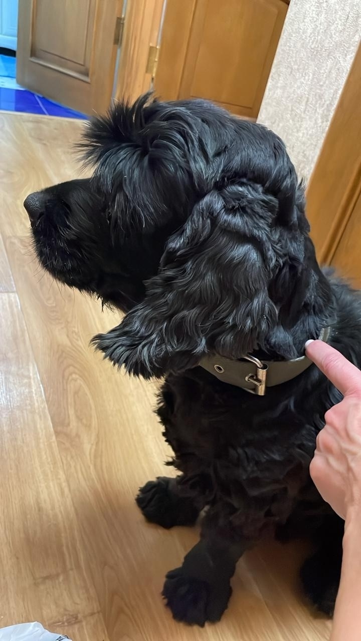 Пропала собака в Норильске — фото объявления