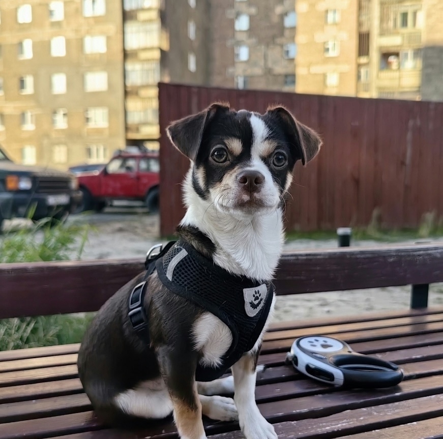 Пропала собака в Норильске — фото объявления