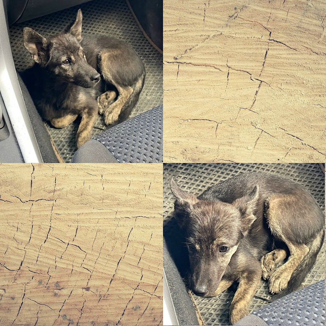 Пропала собака в Норильске — фото объявления