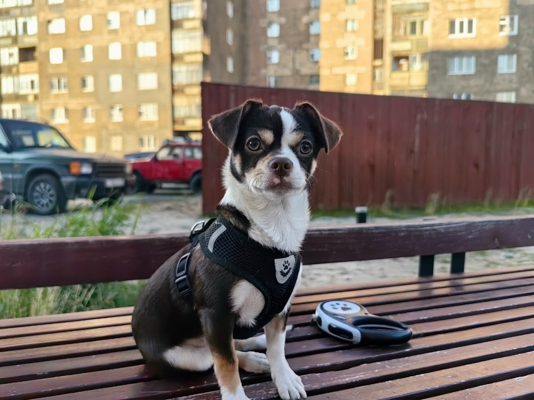 Пропала собака в Норильске — фото объявления