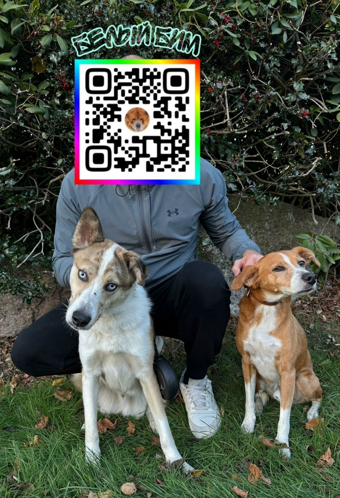 Найдена собака в Норильске — фото объявления