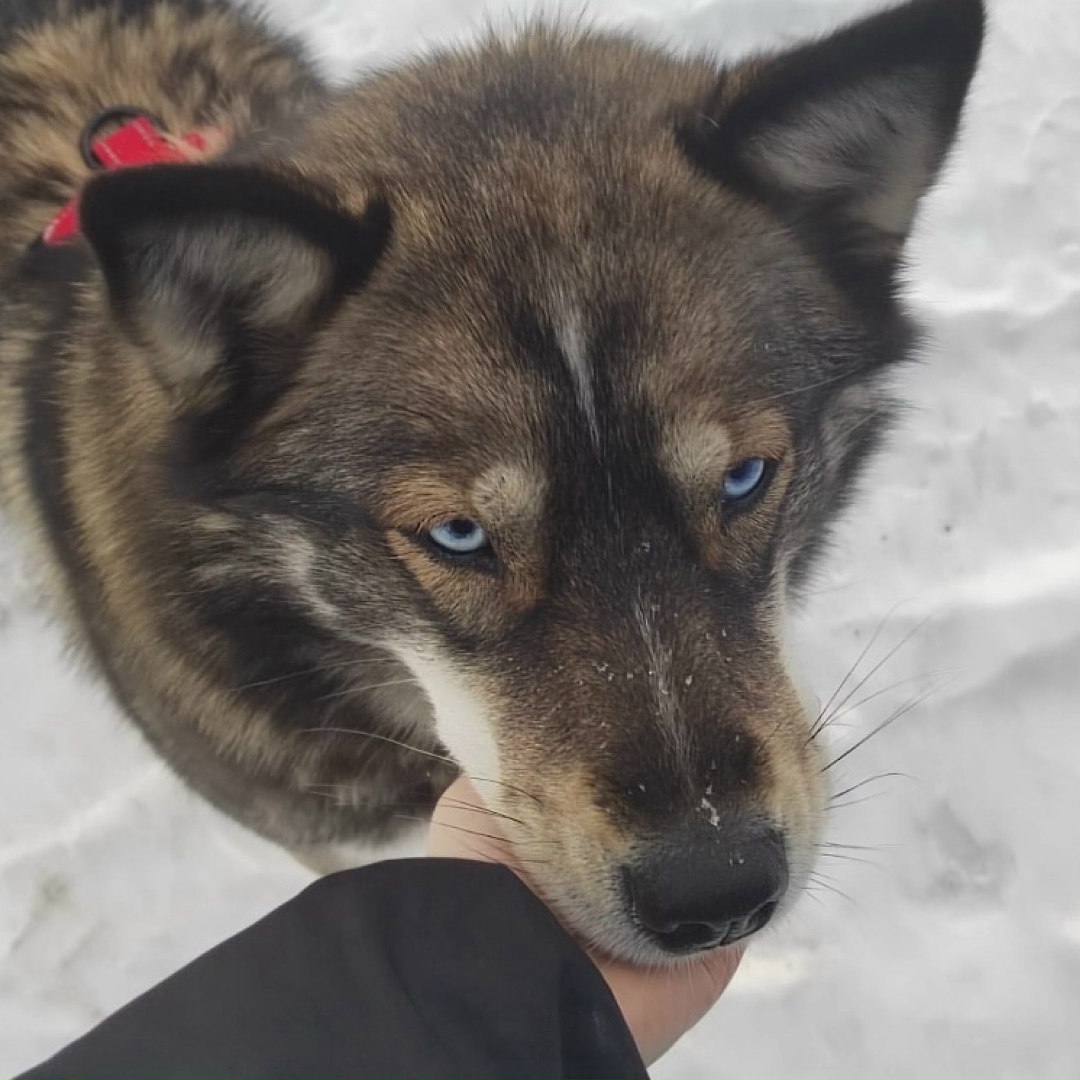 Пропала собака в Норильске — фото объявления