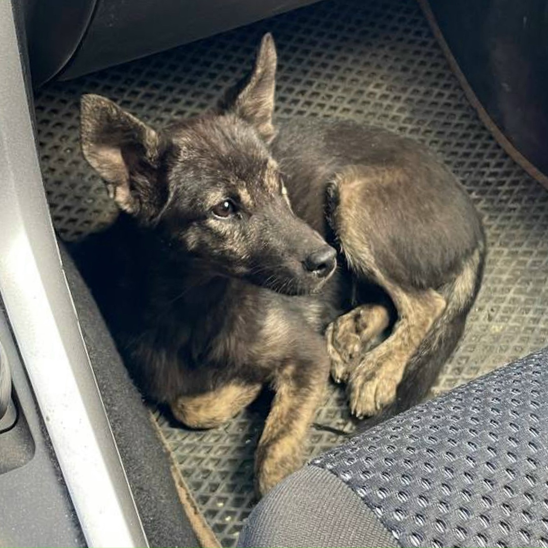 Пропала собака в Норильске — фото объявления