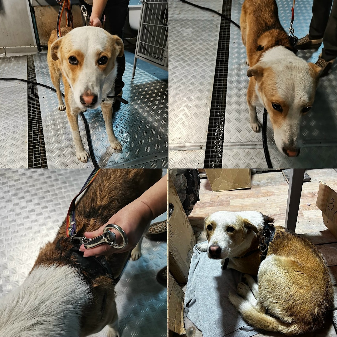 Пропала собака в Норильске — фото объявления