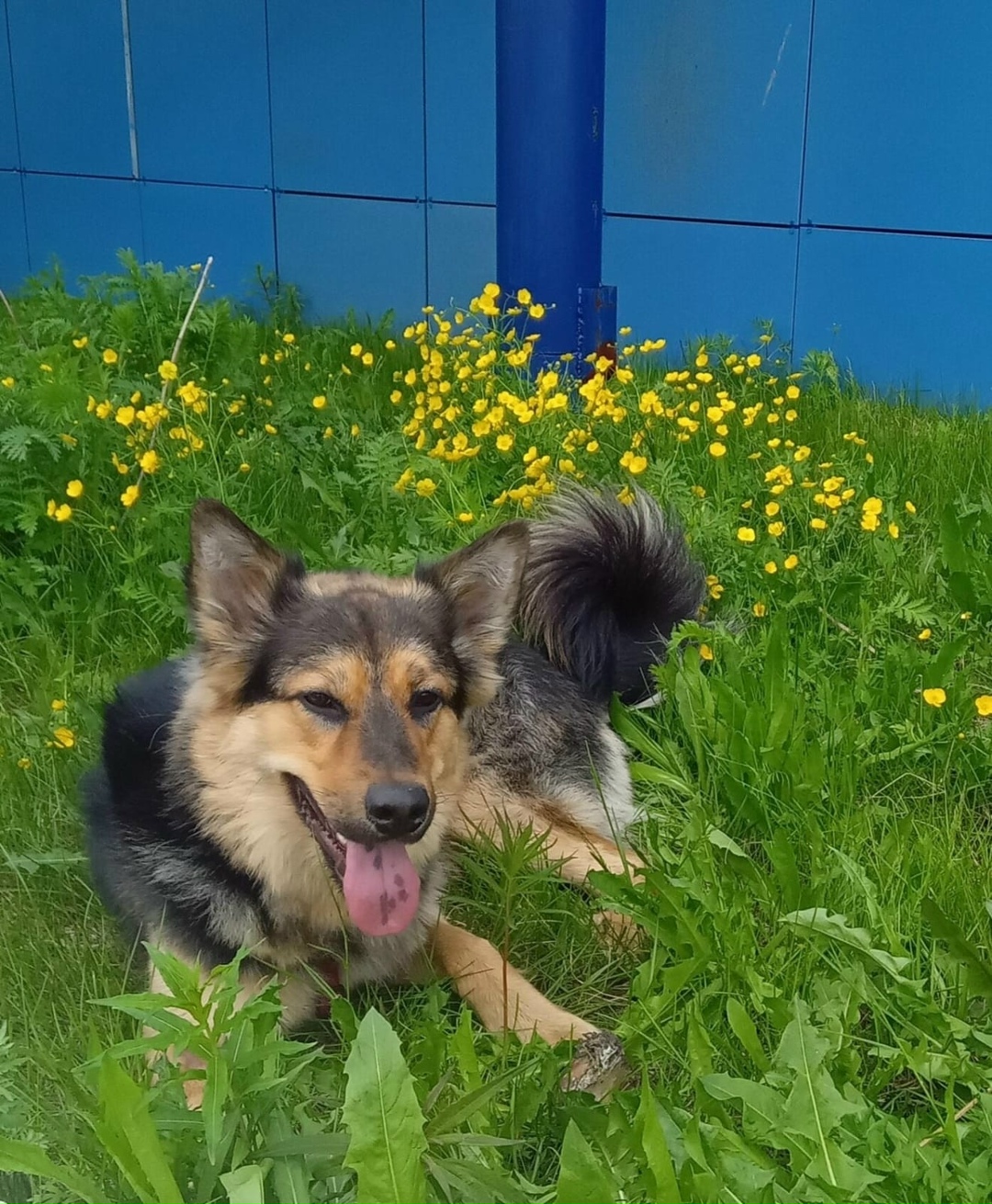 Пропала собака в Норильске — фото объявления