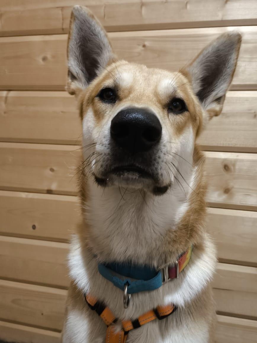 Пропала собака в Ногинске — фото объявления