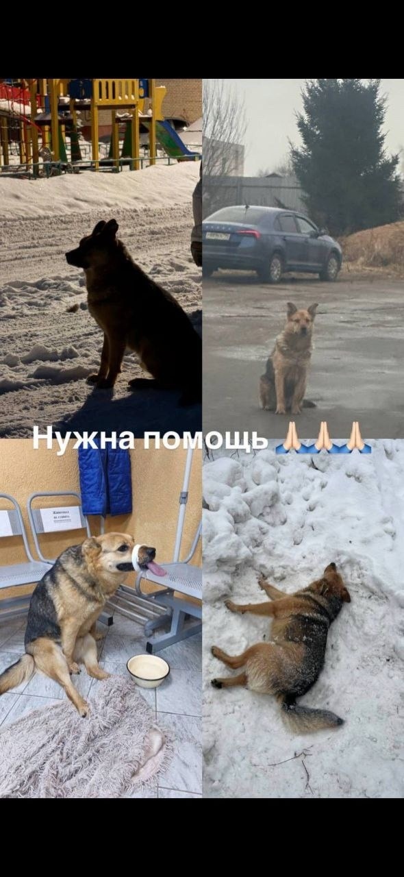 Найдена собака в Ногинске — фото объявления