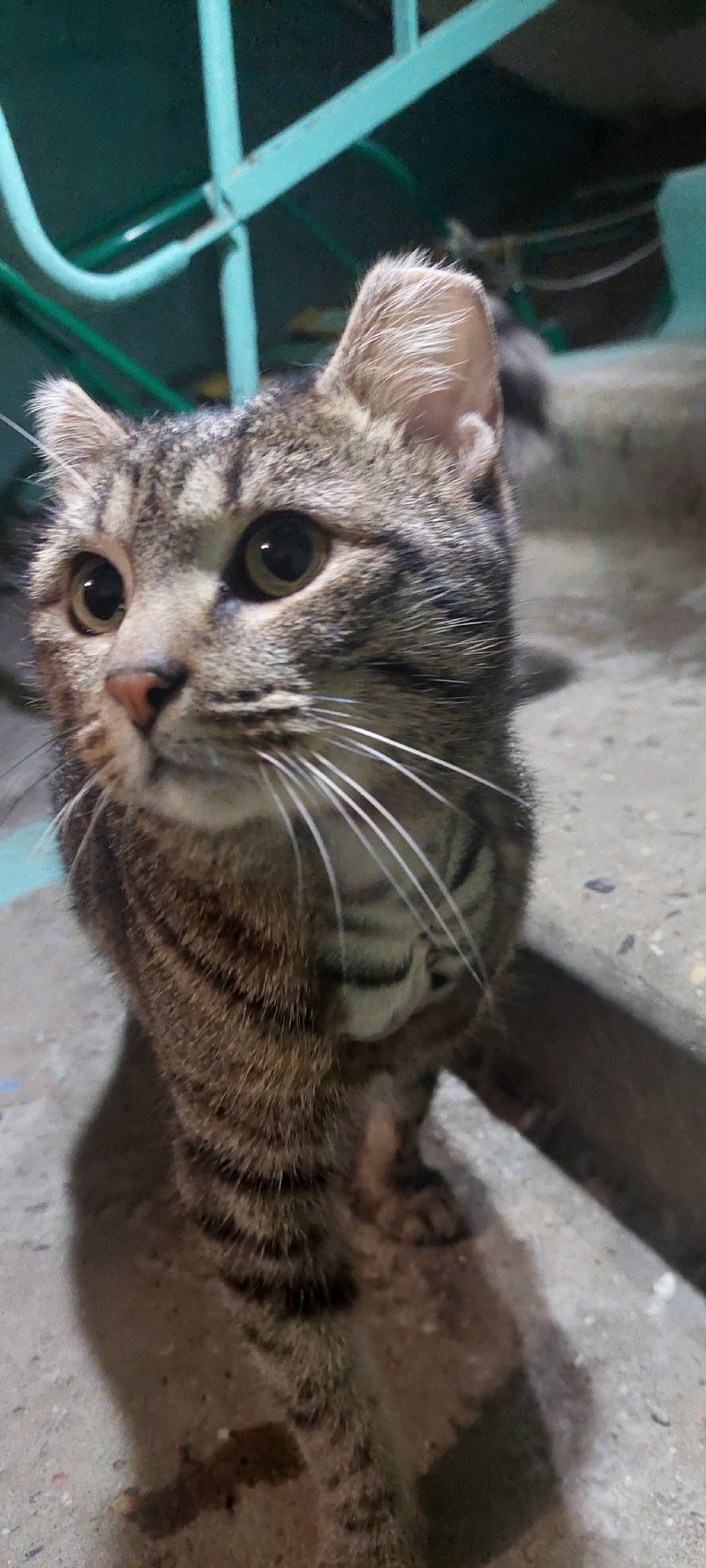 Найдена кошка в Ногинске — фото объявления