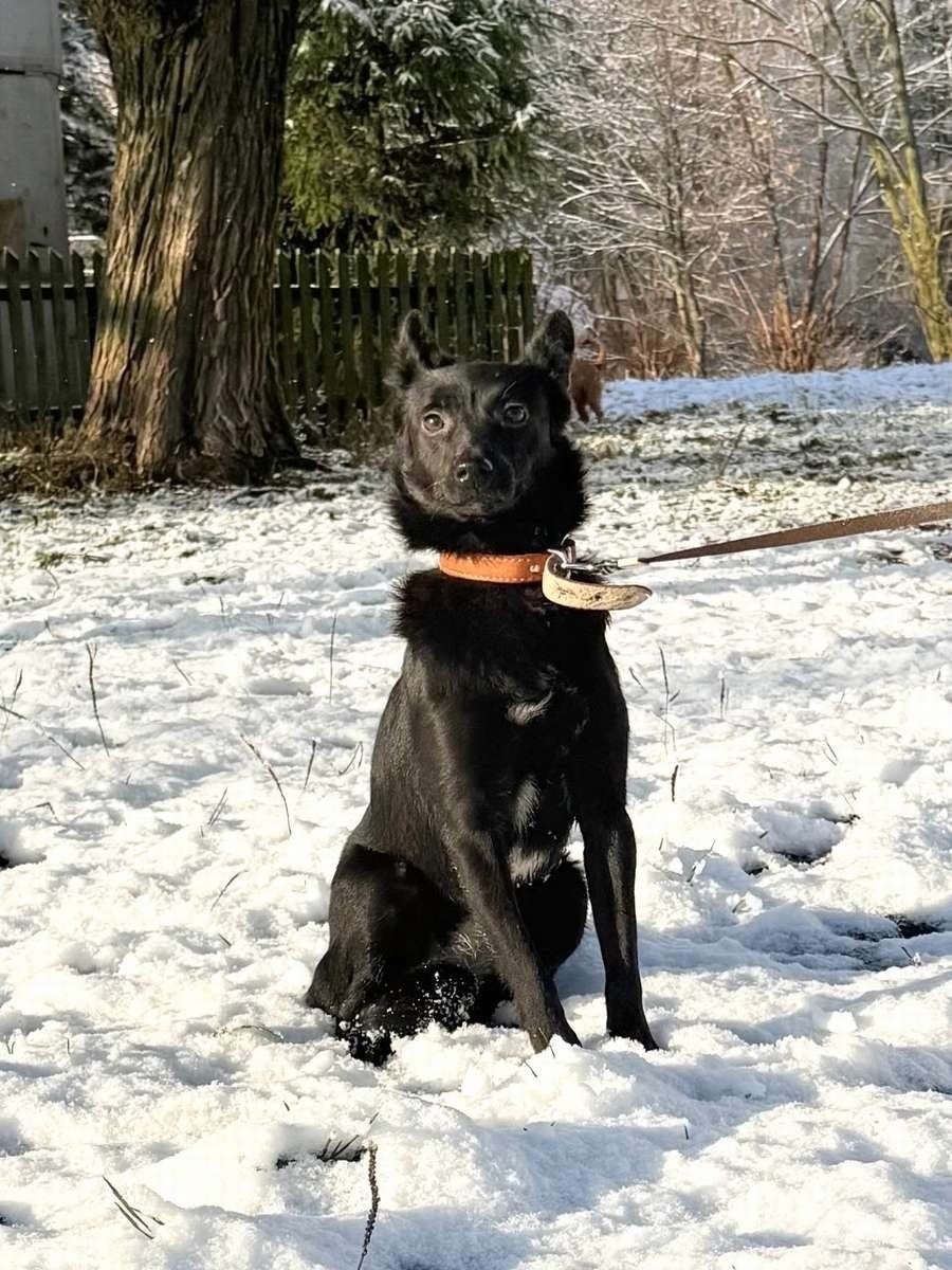 Найдена собака в Ногинске — фото объявления