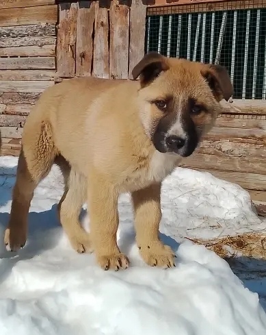 Найдена собака в Ногинске — фото объявления