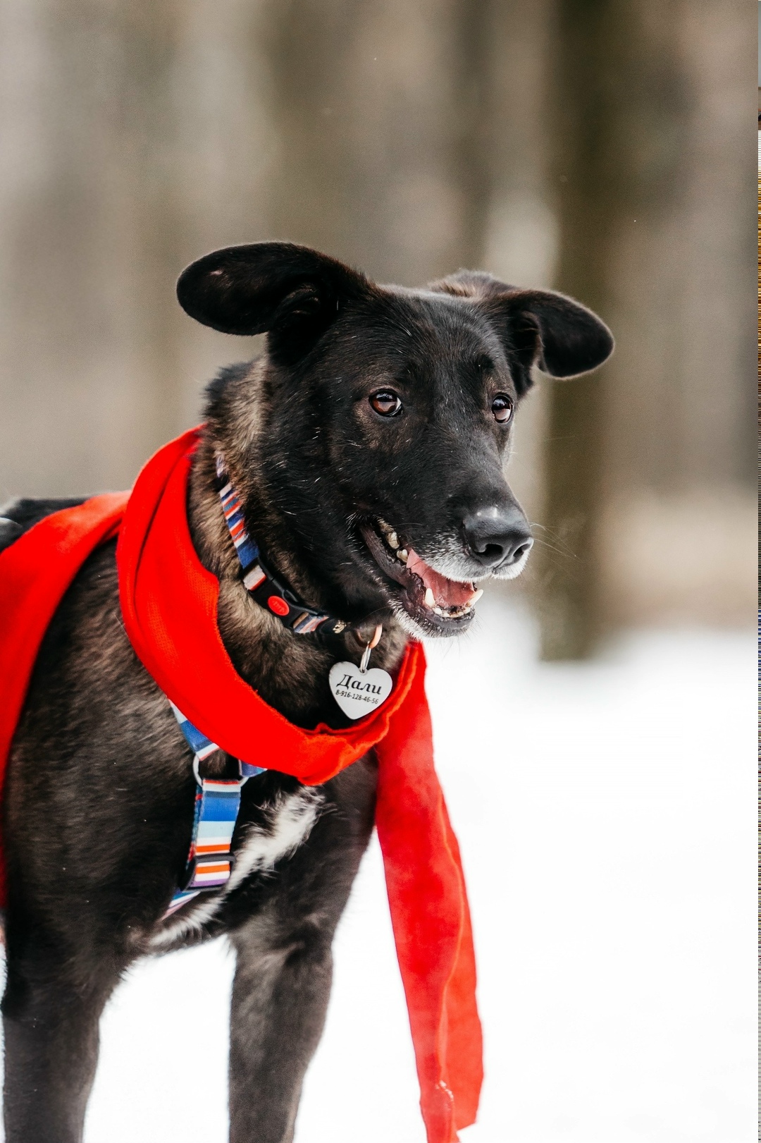 Пропала собака в Ногинске — фото объявления