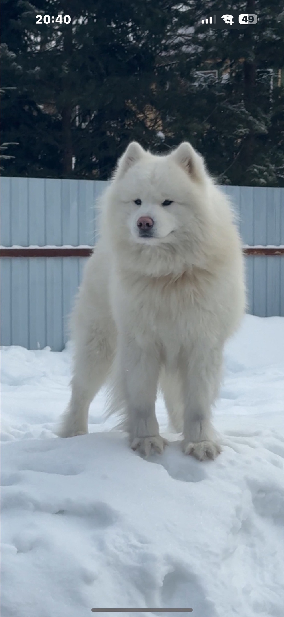 Пропала собака в Ногинске — фото объявления