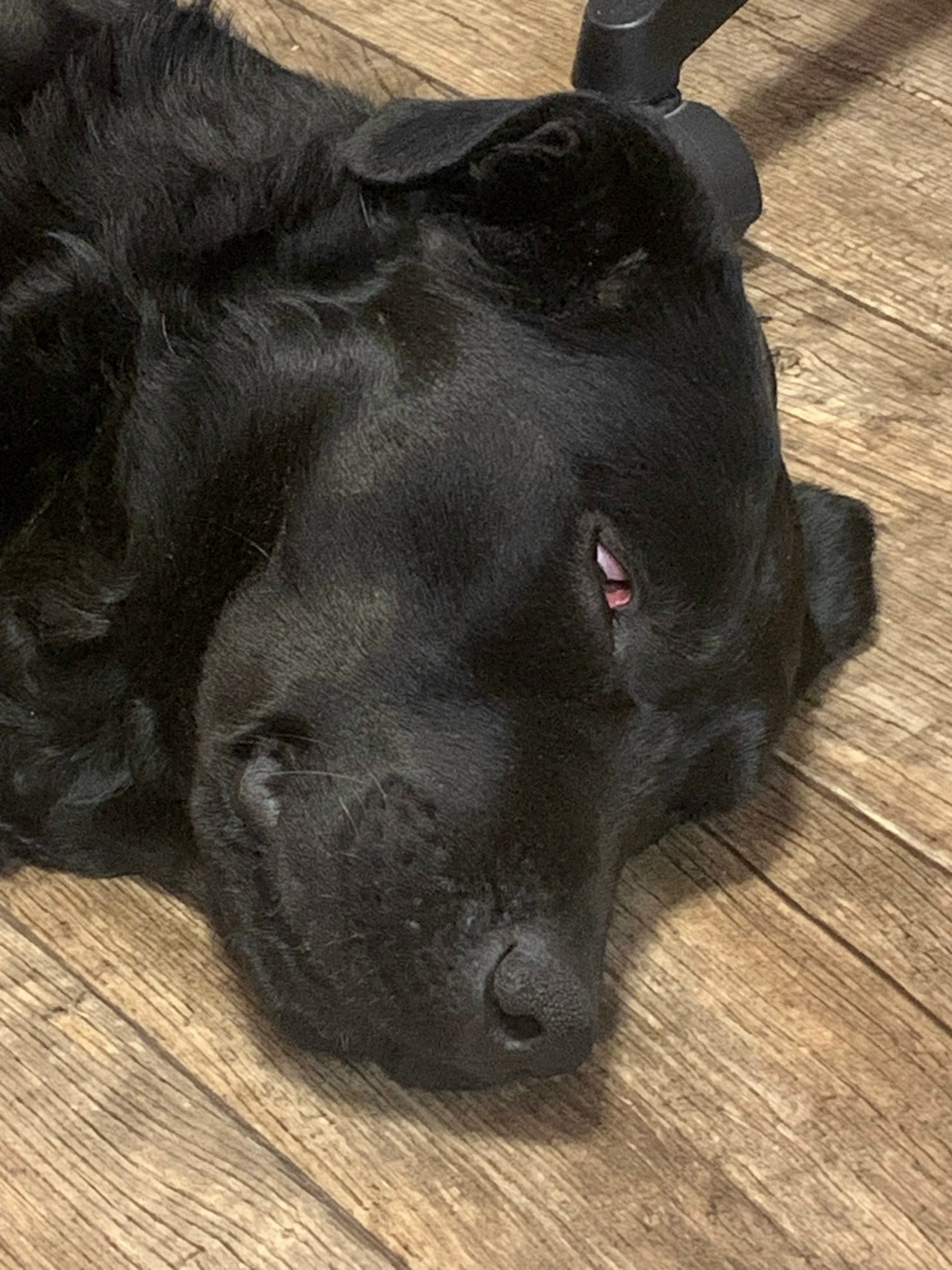 Пропала собака в Ногинске — фото объявления