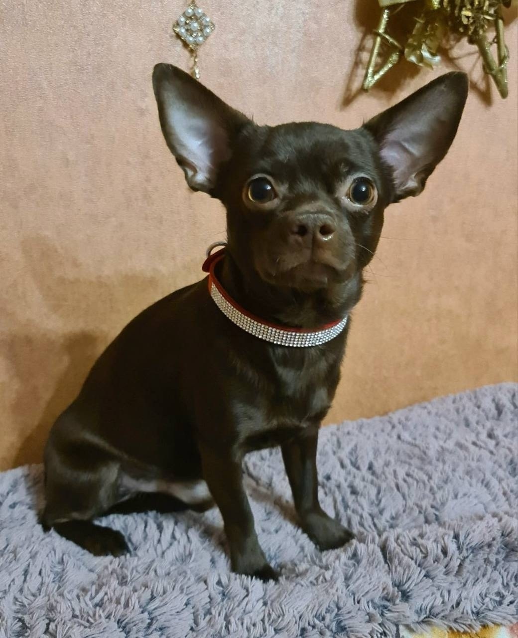 Пропала собака в Ногинске — фото объявления