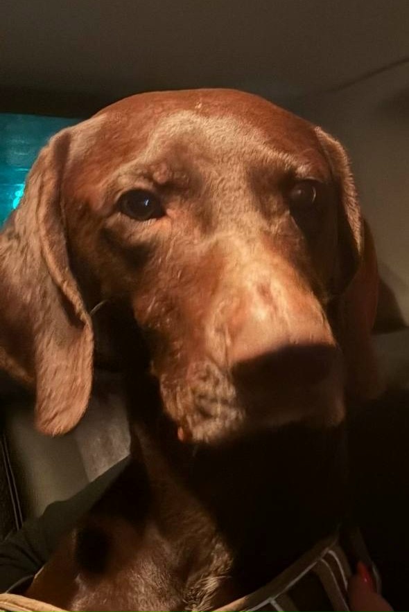 Найдена собака в Ногинске — фото объявления