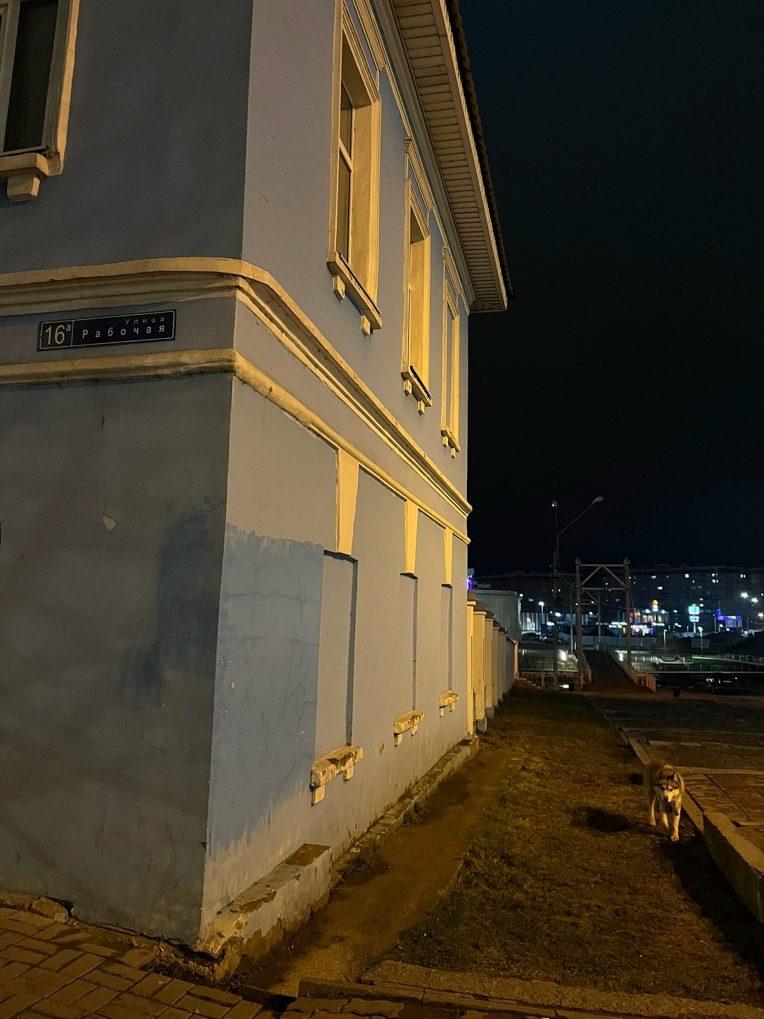 Найдена собака в Ногинске — фото объявления