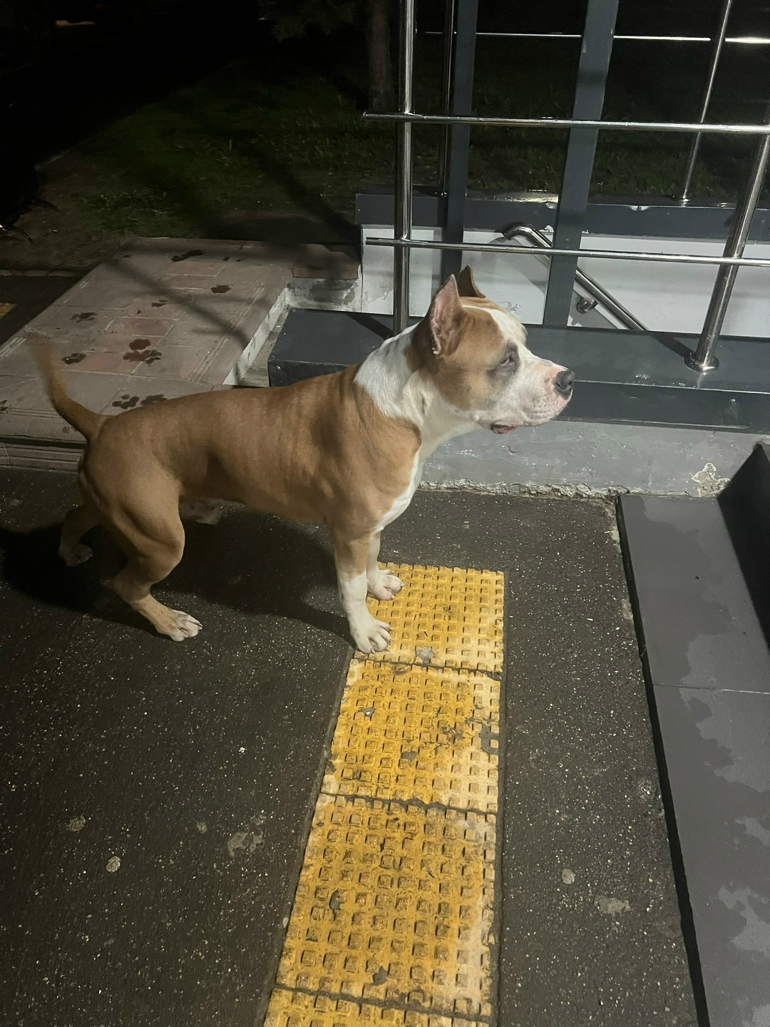 Найдена собака в Ногинске — фото объявления