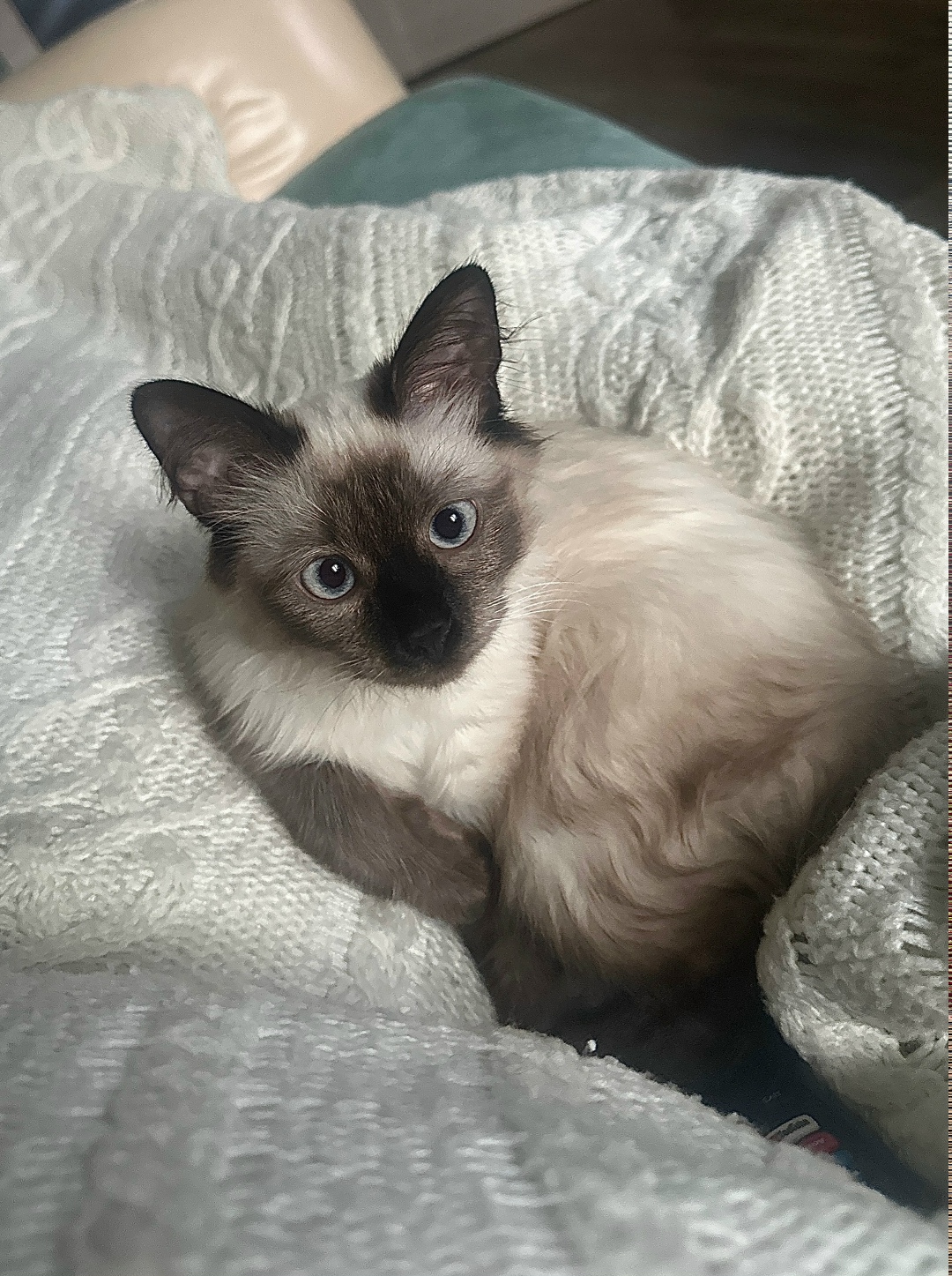 Пропала кошка в Ногинске — фото объявления