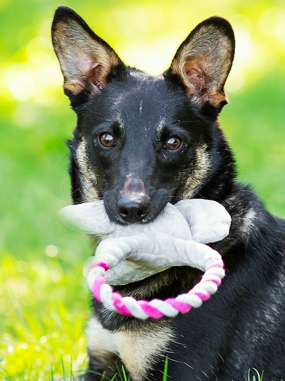 Найдена собака в Ногинске — фото объявления