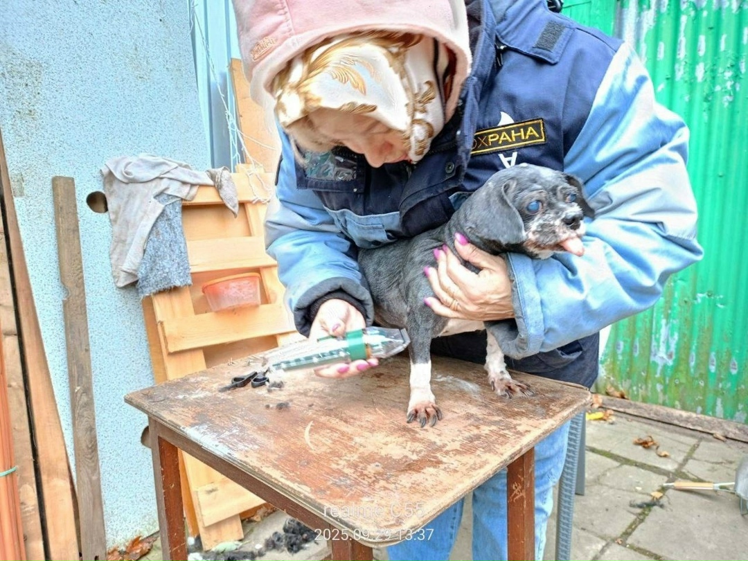 Пропала собака в Ногинске — фото объявления