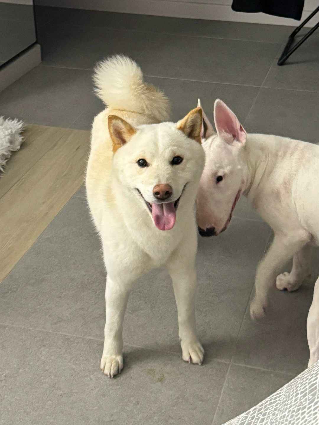 Найдена собака в Ногинске — фото объявления