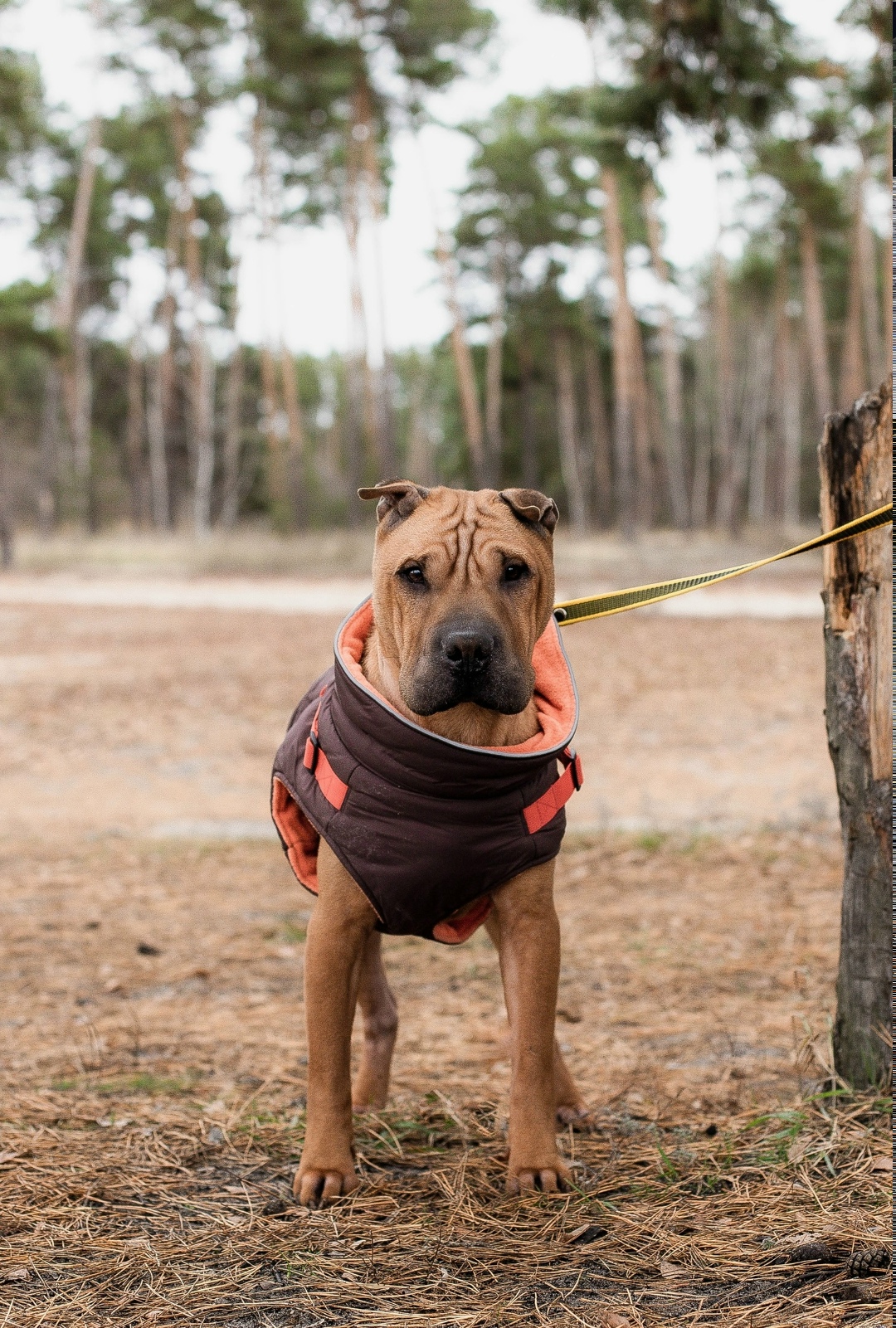 Найдена собака в Ногинске — фото объявления