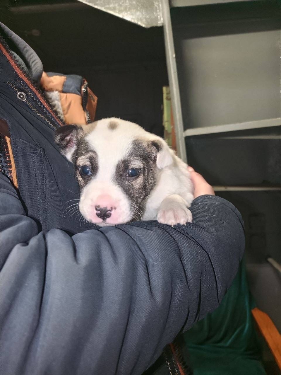 Найдена собака в Ногинске — фото объявления