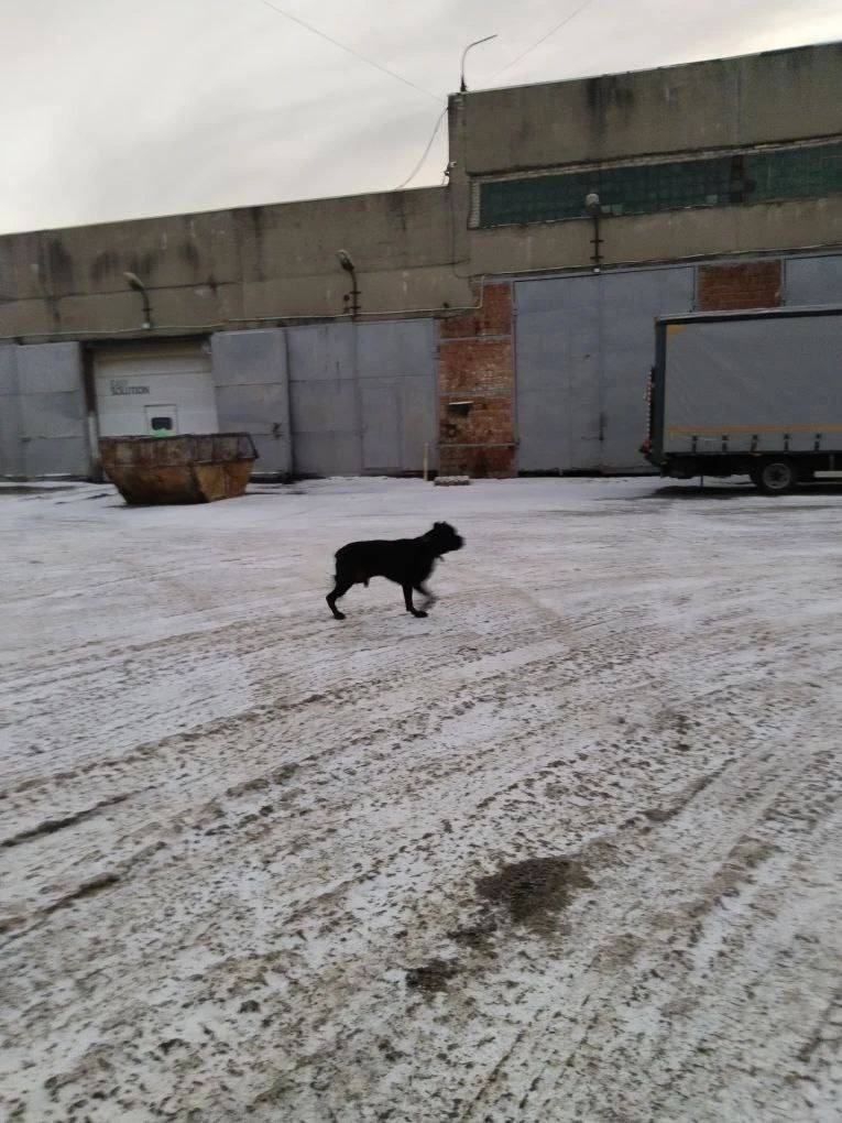 Найдена собака в Ногинске — фото объявления