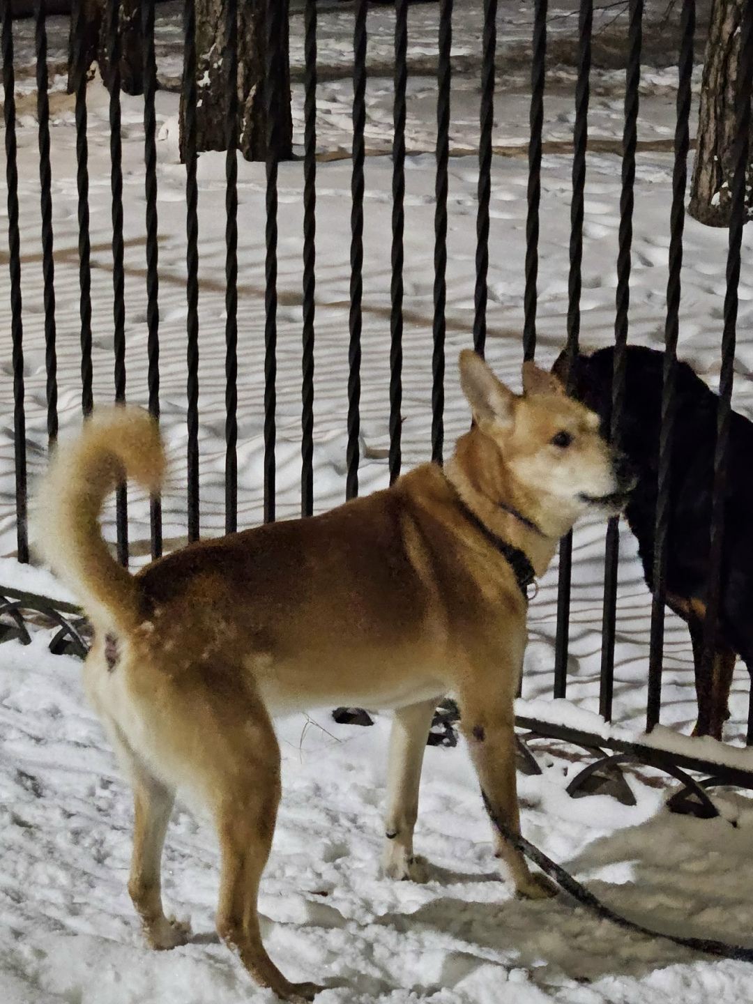 Пропала собака в Ногинске — фото объявления