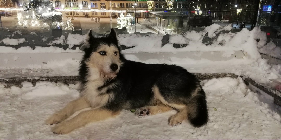 Пропала собака в Ногинске — фото объявления