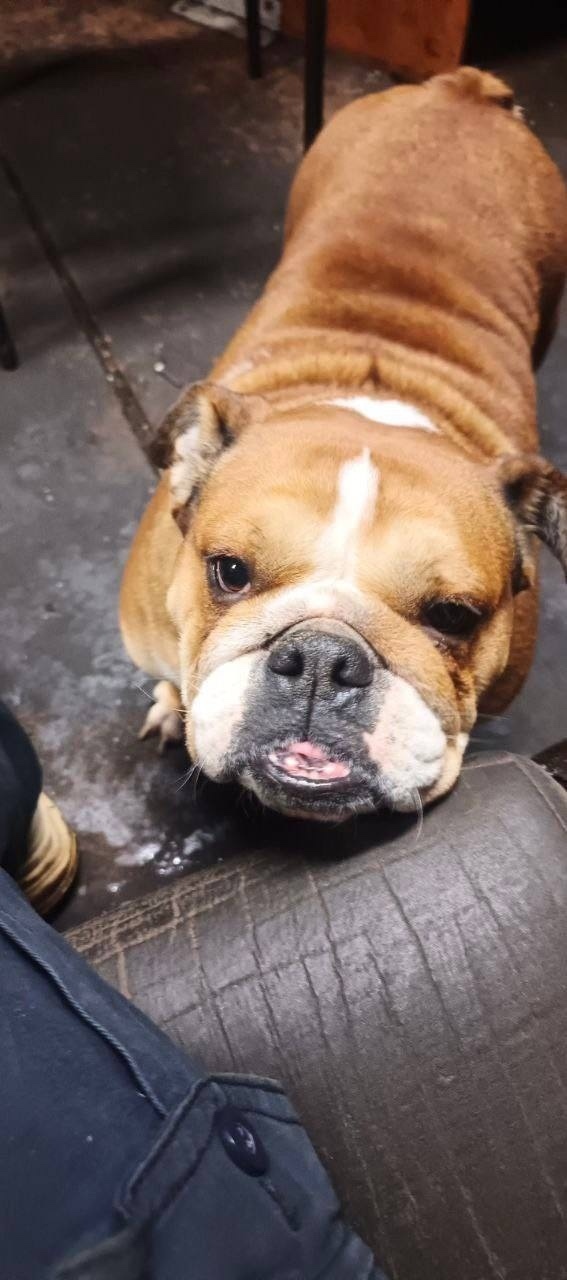 Найдена собака в Ногинске — фото объявления