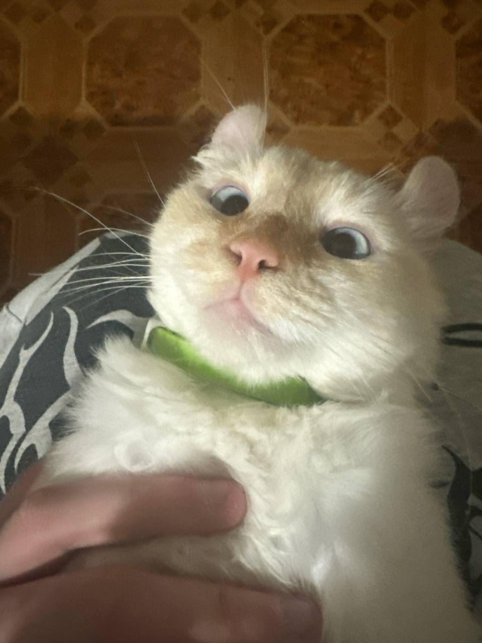 Пропала кошка в Ногинске — фото объявления