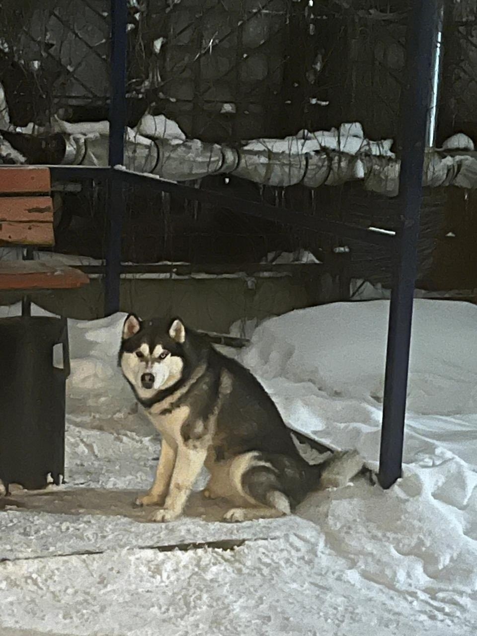 Пропала собака в Ногинске — фото объявления