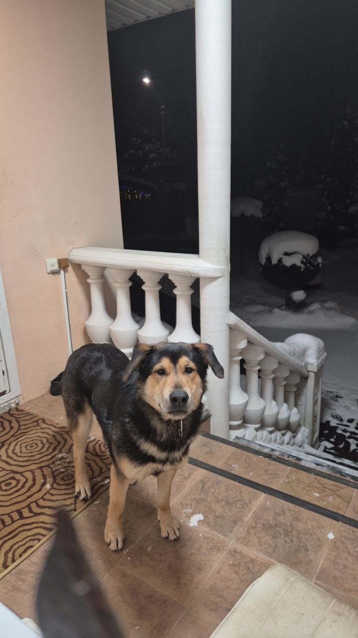 Найдена собака в Ногинске — фото объявления